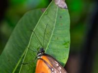 Fleckenfalter schwarzorange